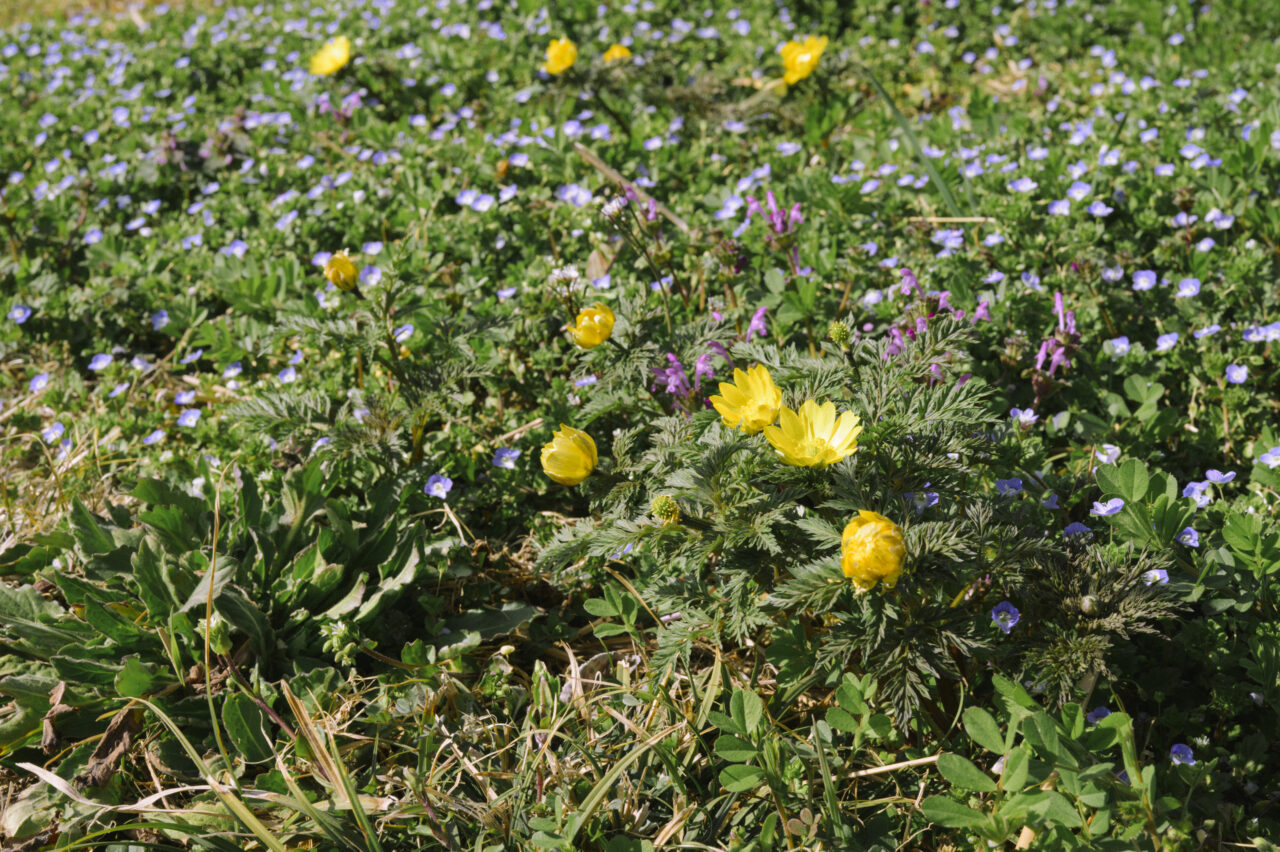 足元に咲くフクジュソウ