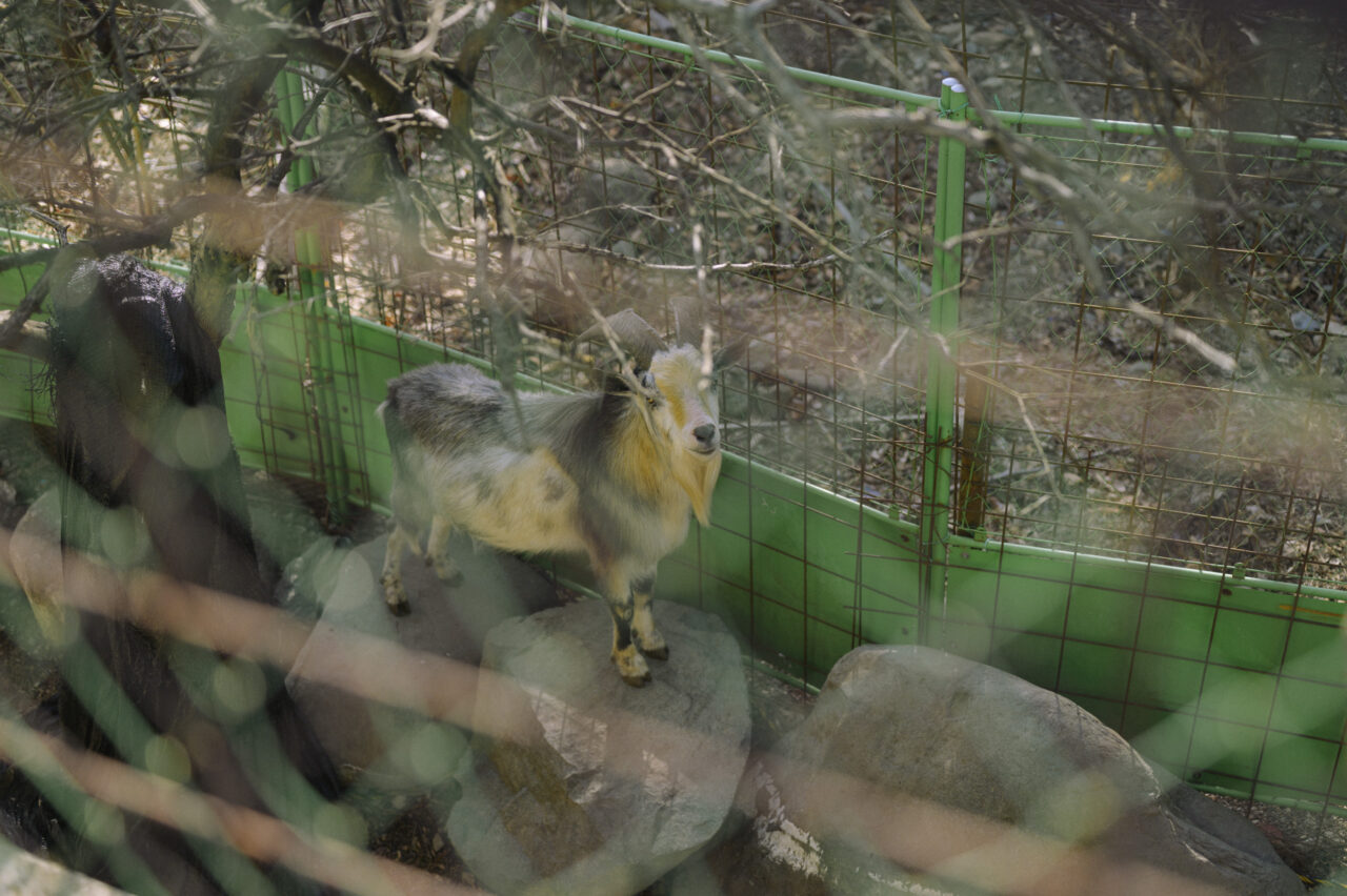 神辺土建の山羊