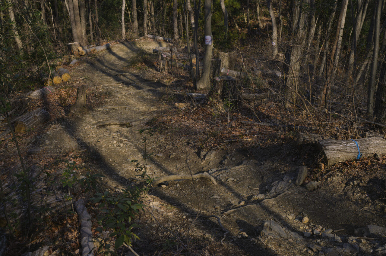 間伐が進む山肌
