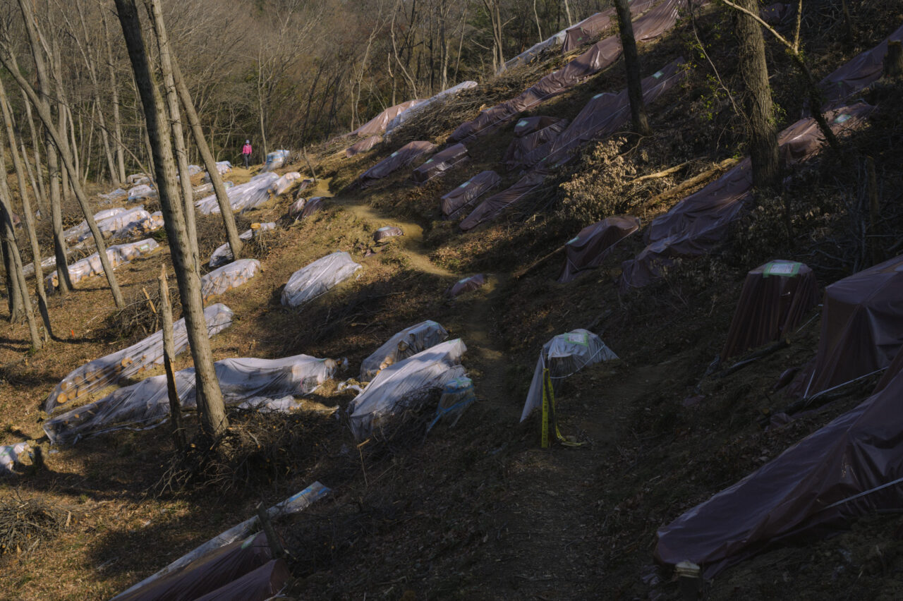 防虫処理をしている森