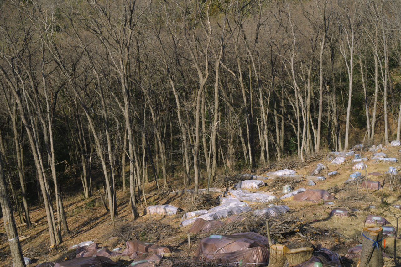 切り崩され防虫処理されている山肌