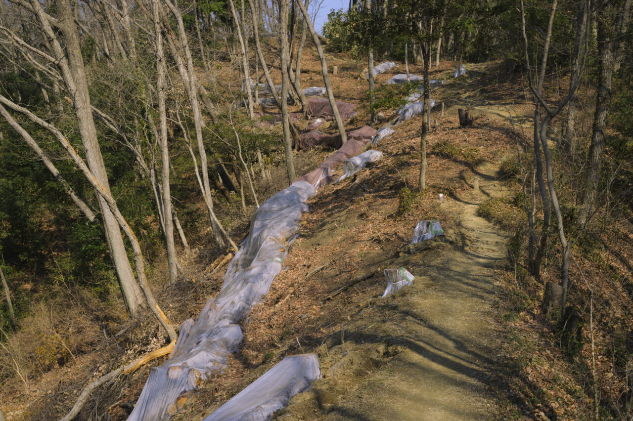 防虫処理の道が続く