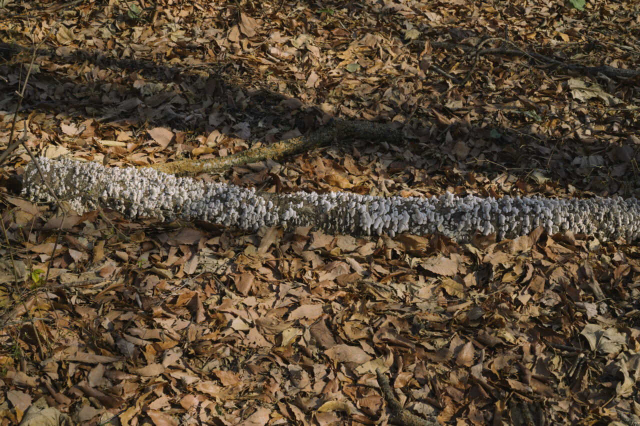 倒木を分解するキノコ