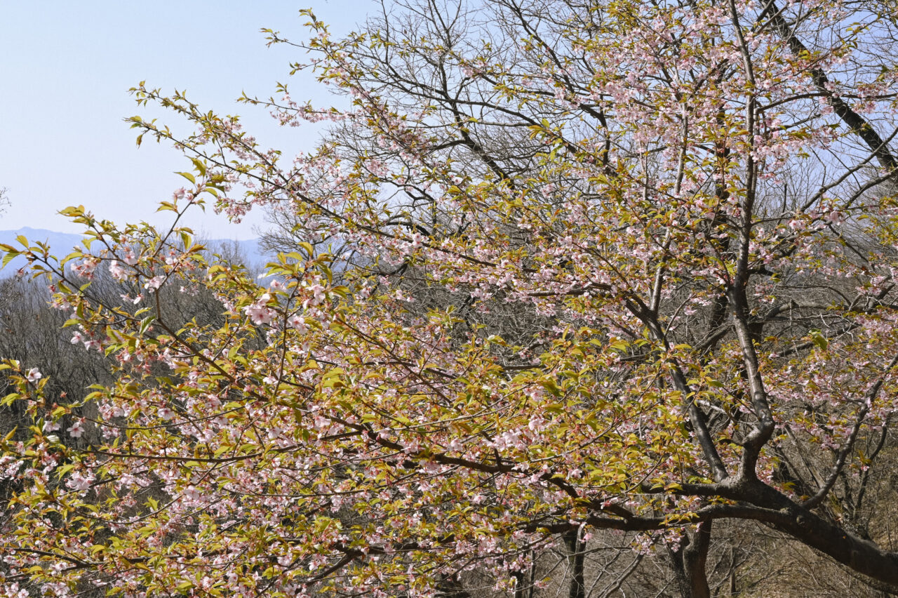 釣鐘堂山の河津桜