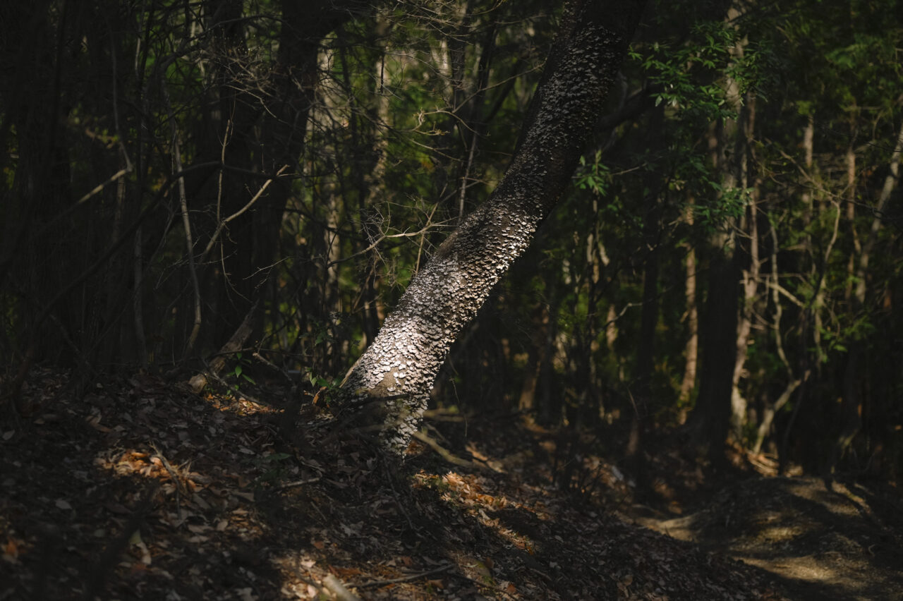 菌類に勝てないほど弱った桜の木