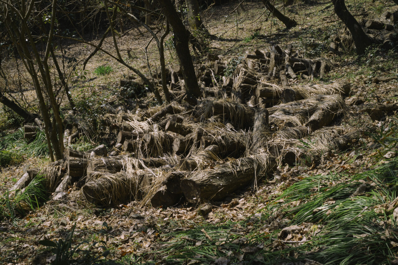 切り分けられた倒木