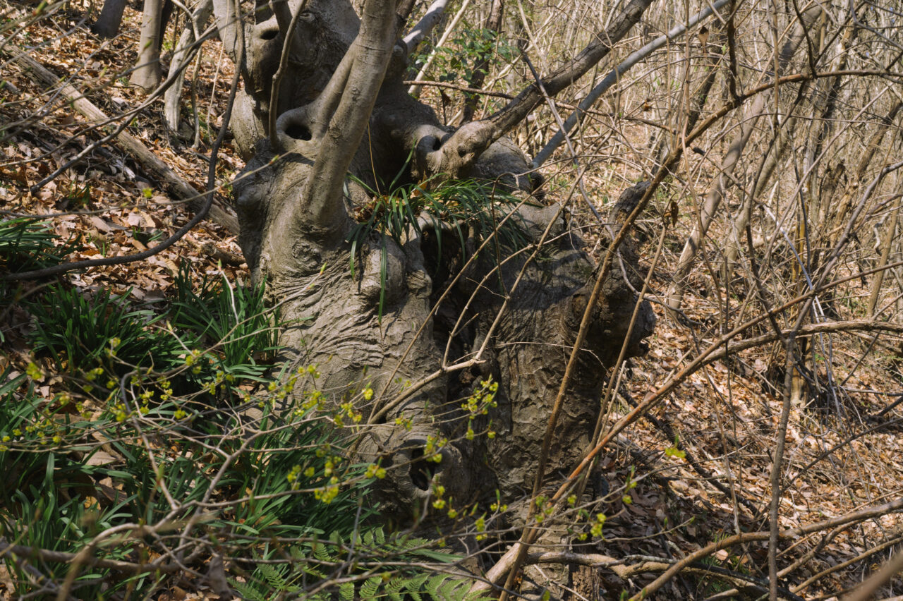 肉塊のような木
