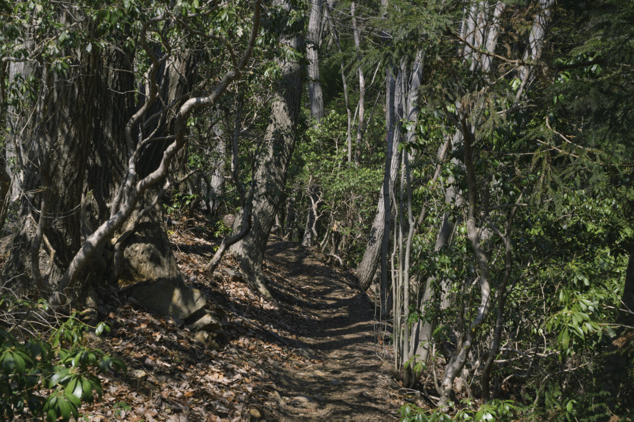 うっそうとした樹林帯