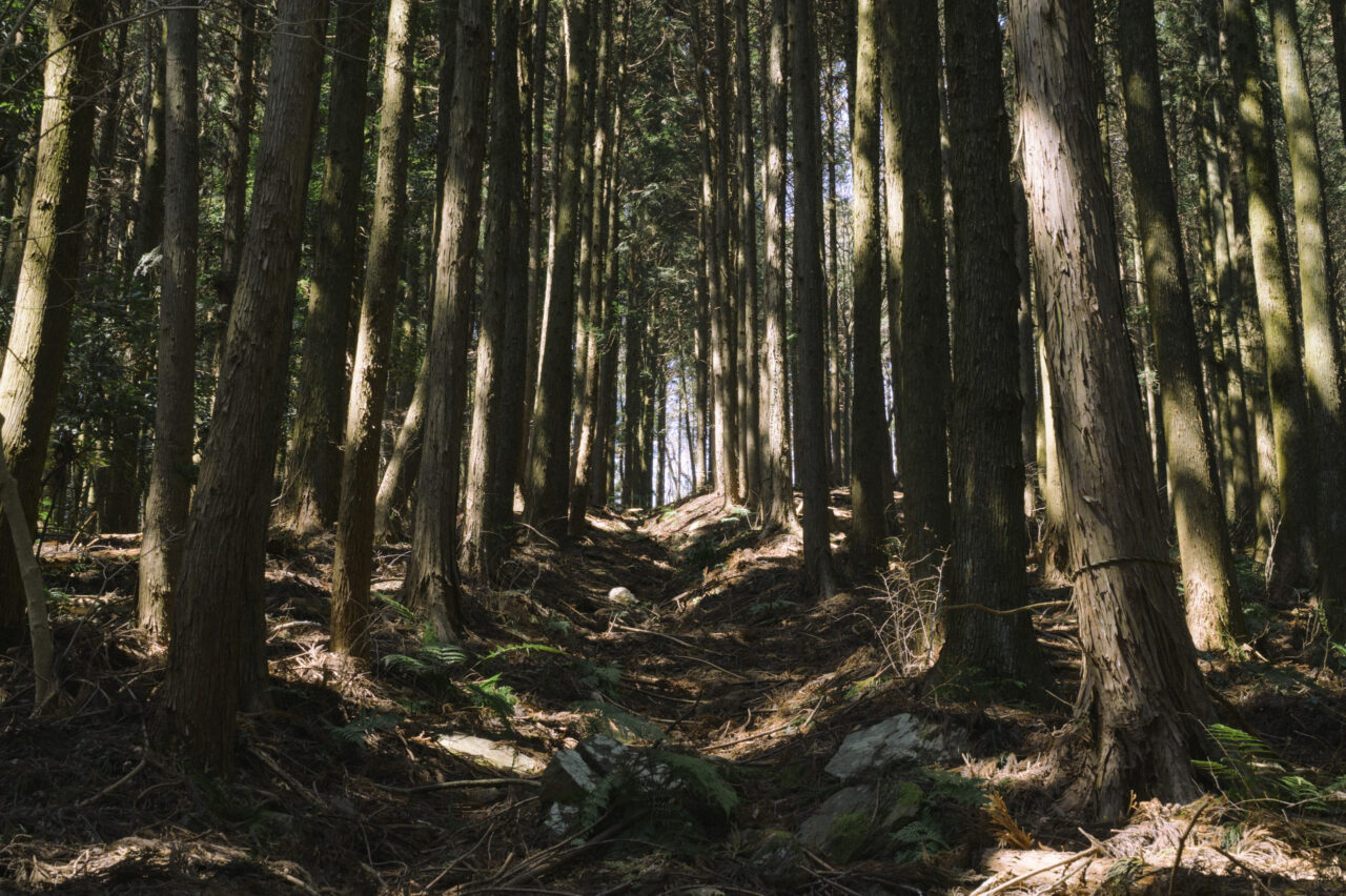 植林地帯を進む
