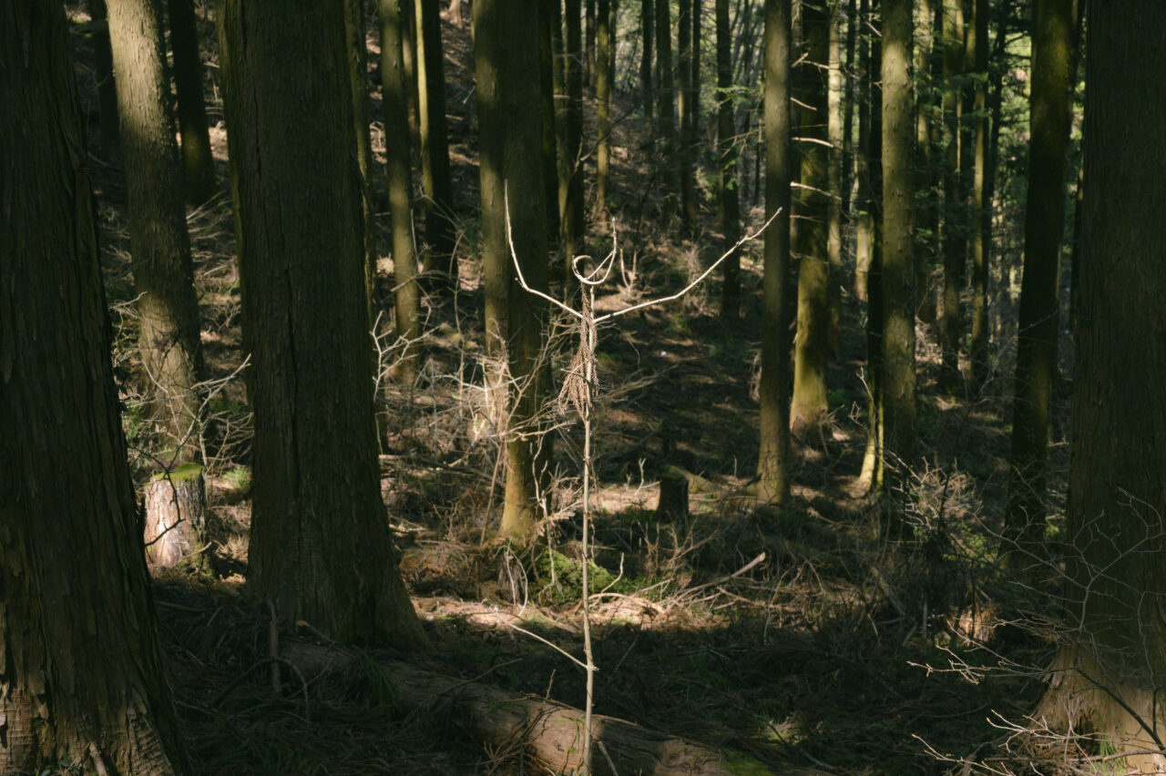 某人形のような枯れ枝