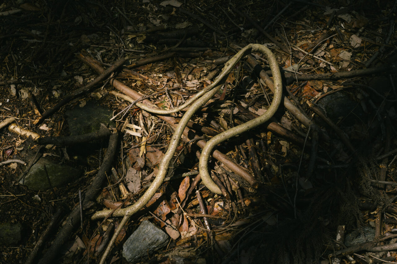 蛇のような根