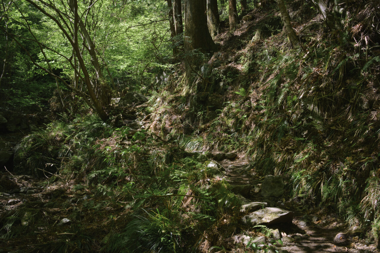 棒ノ嶺の樹林帯