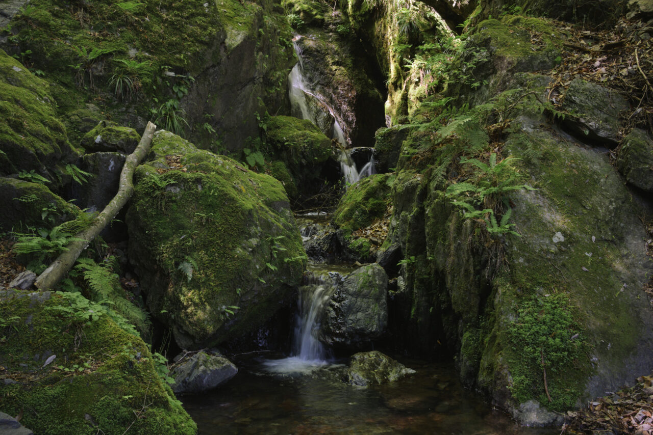 白谷沢の小渓流