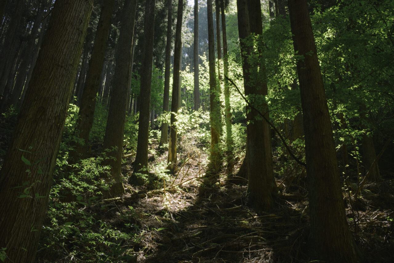 杉林に差し込む木漏れ日