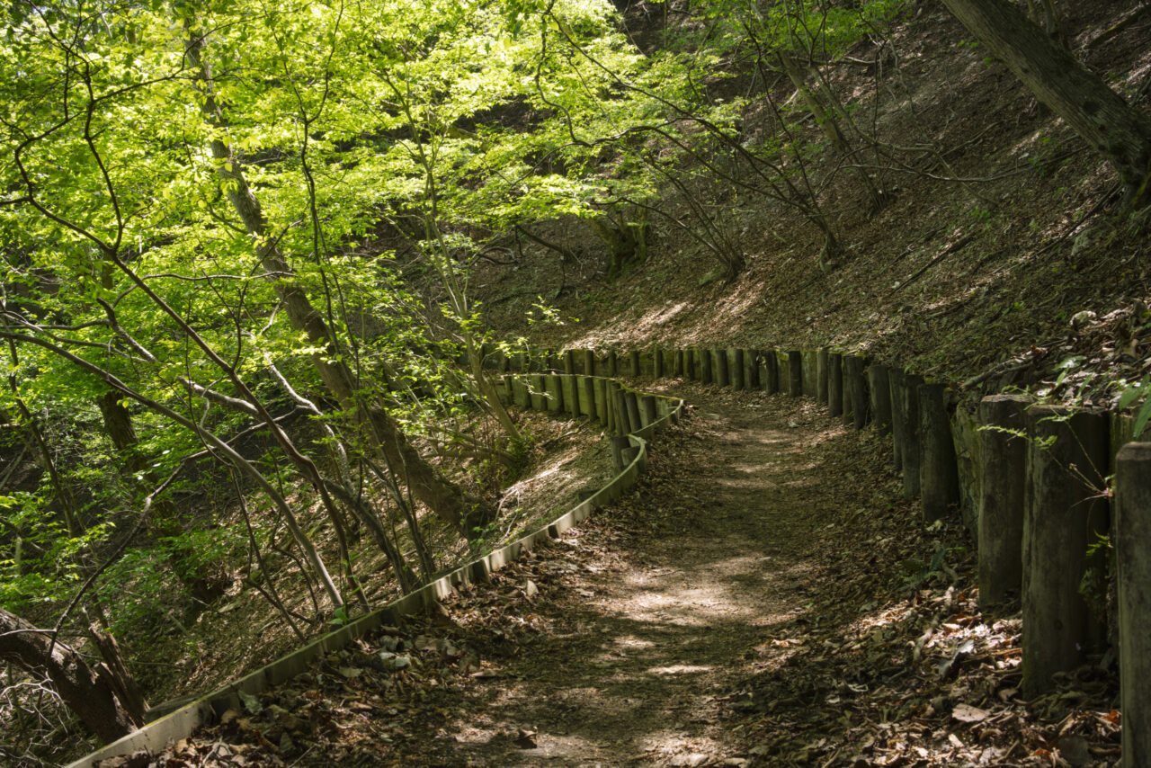 新緑と登山道