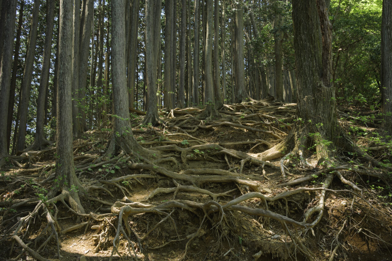 複雑な杉の根が絡まる森
