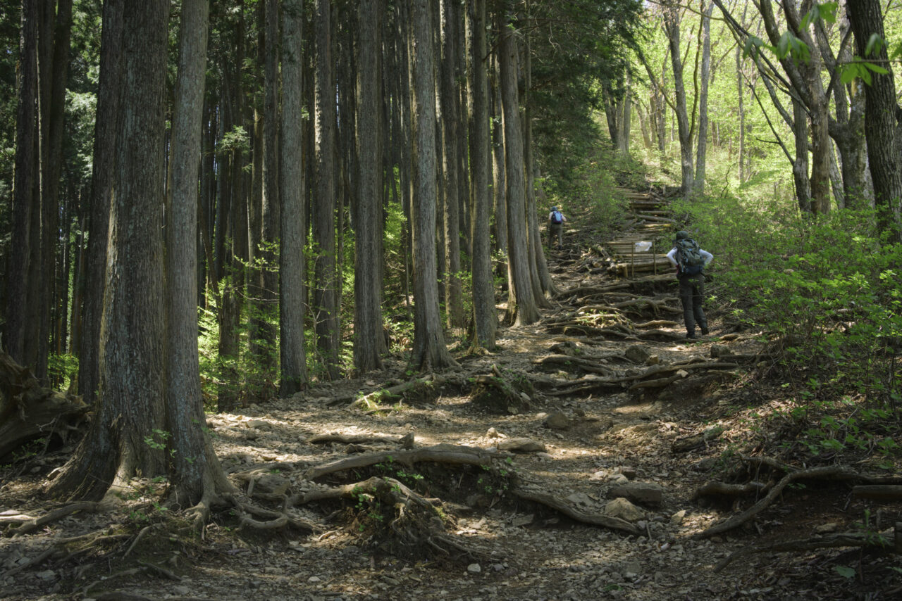 植林地帯脇を歩く