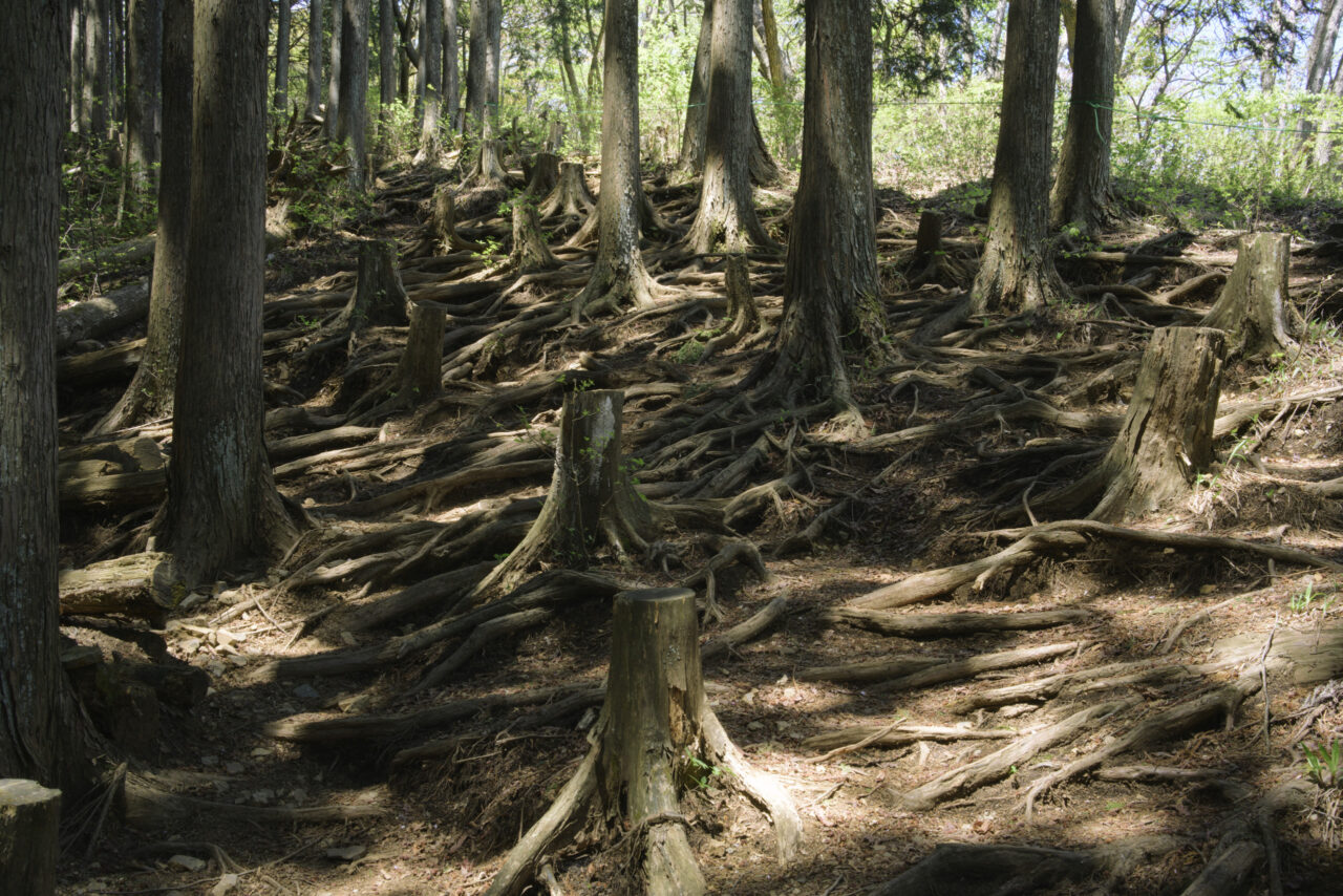 杉の根で覆われたテクスチャ