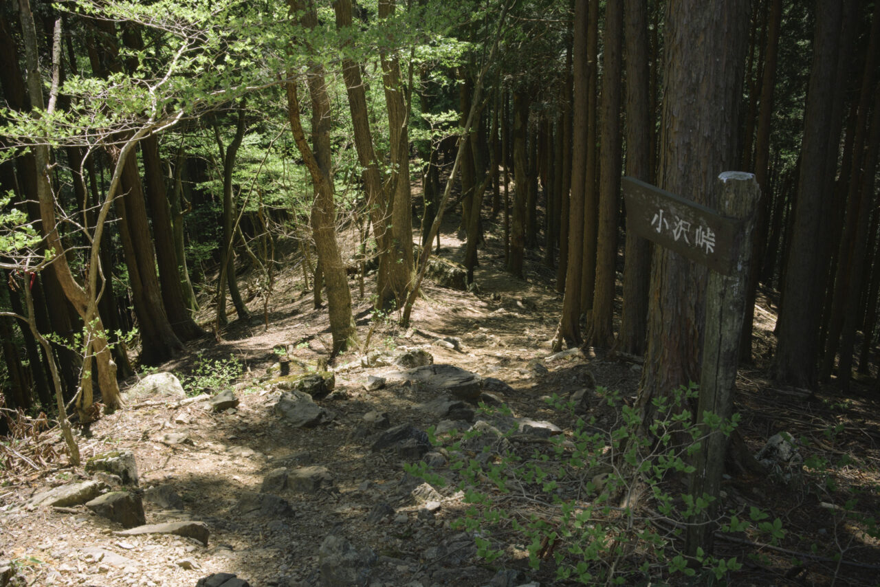 棒ノ嶺から小沢峠方面へ向かう