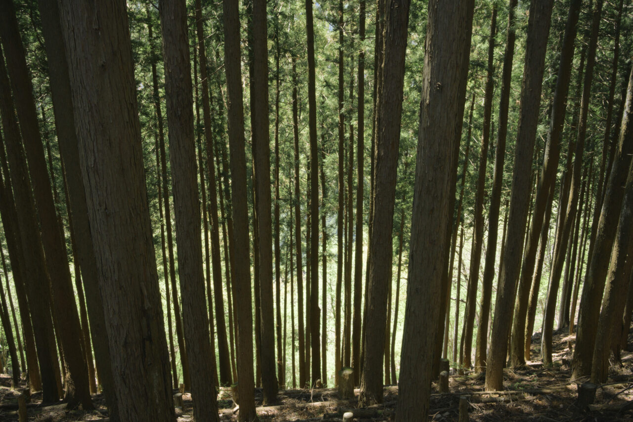 植林が広がる斜面
