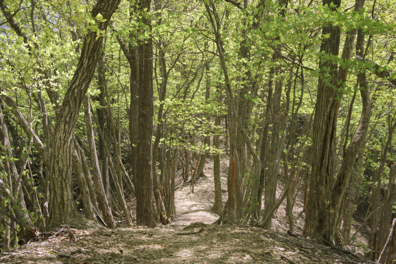 新緑が輝かしい登山道