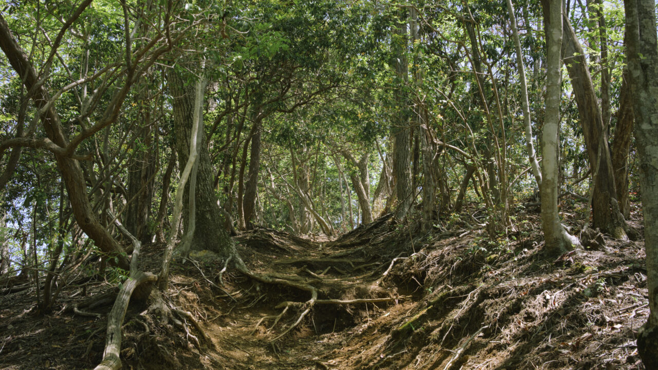 木々の中に通された道