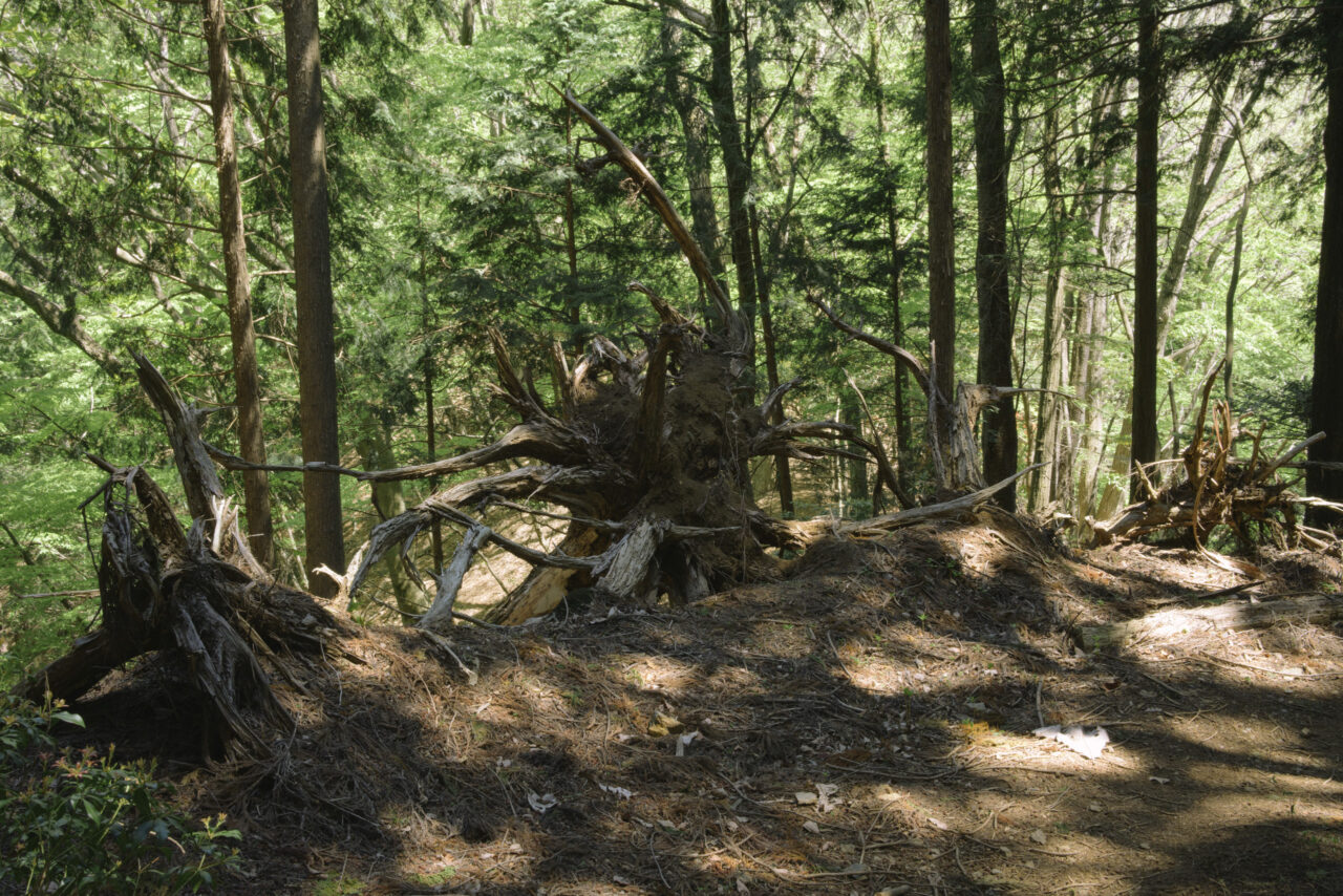 ヒトデのような形をした倒木の根