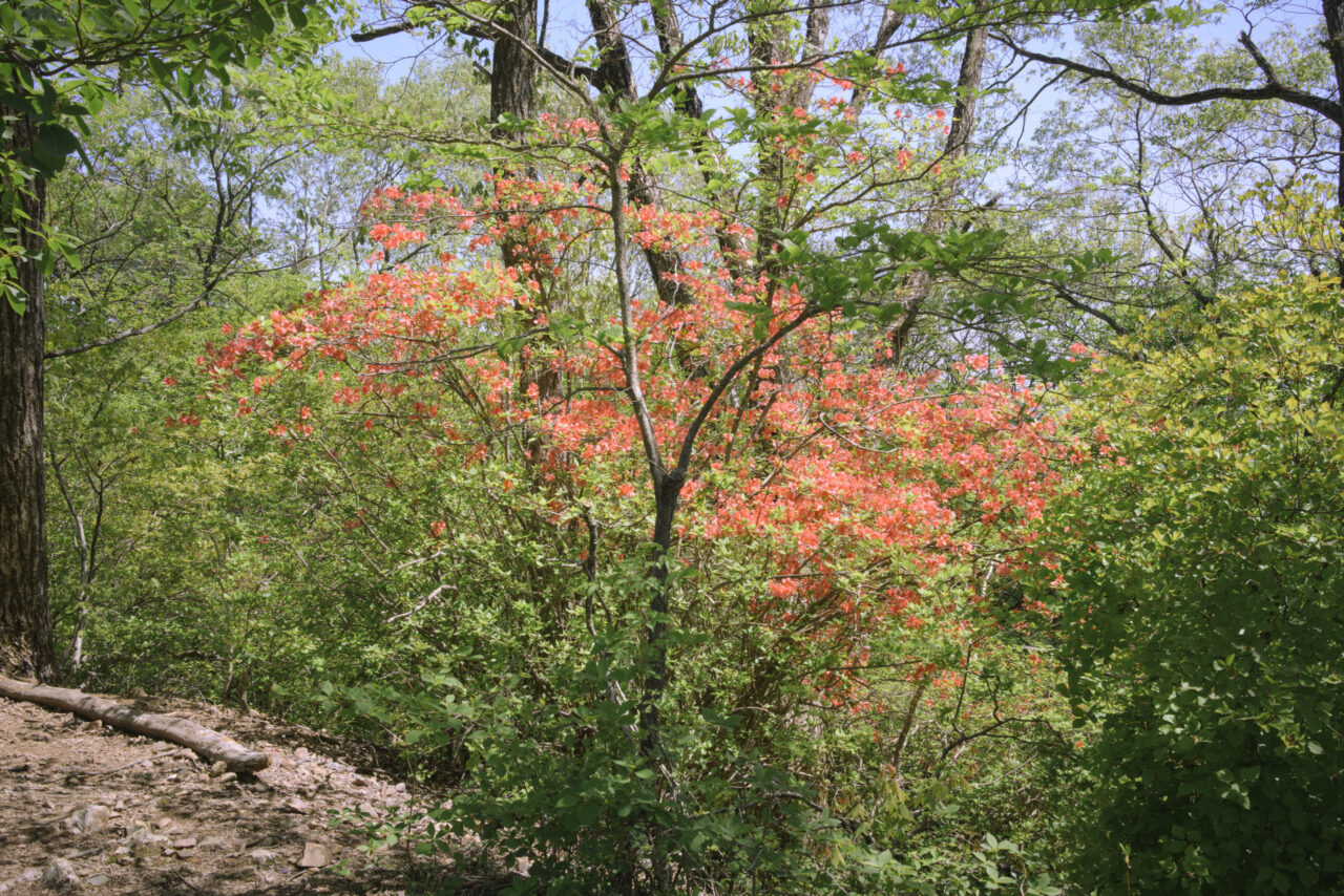岩茸石山の山つつじ