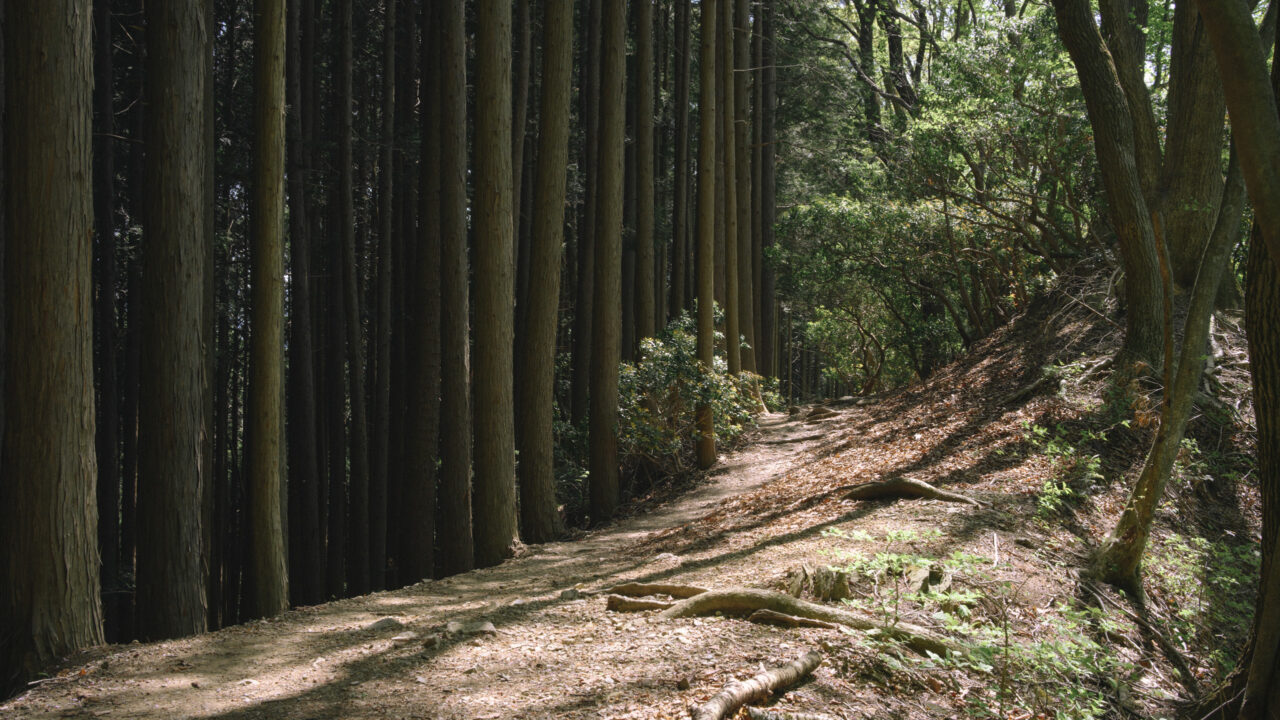 整然とした植林地帯