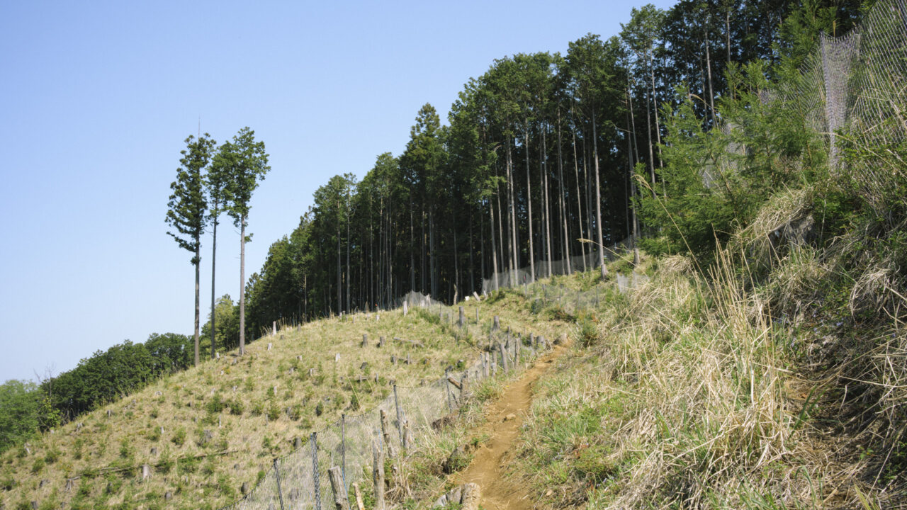 伐採後の植林地帯に残る杉