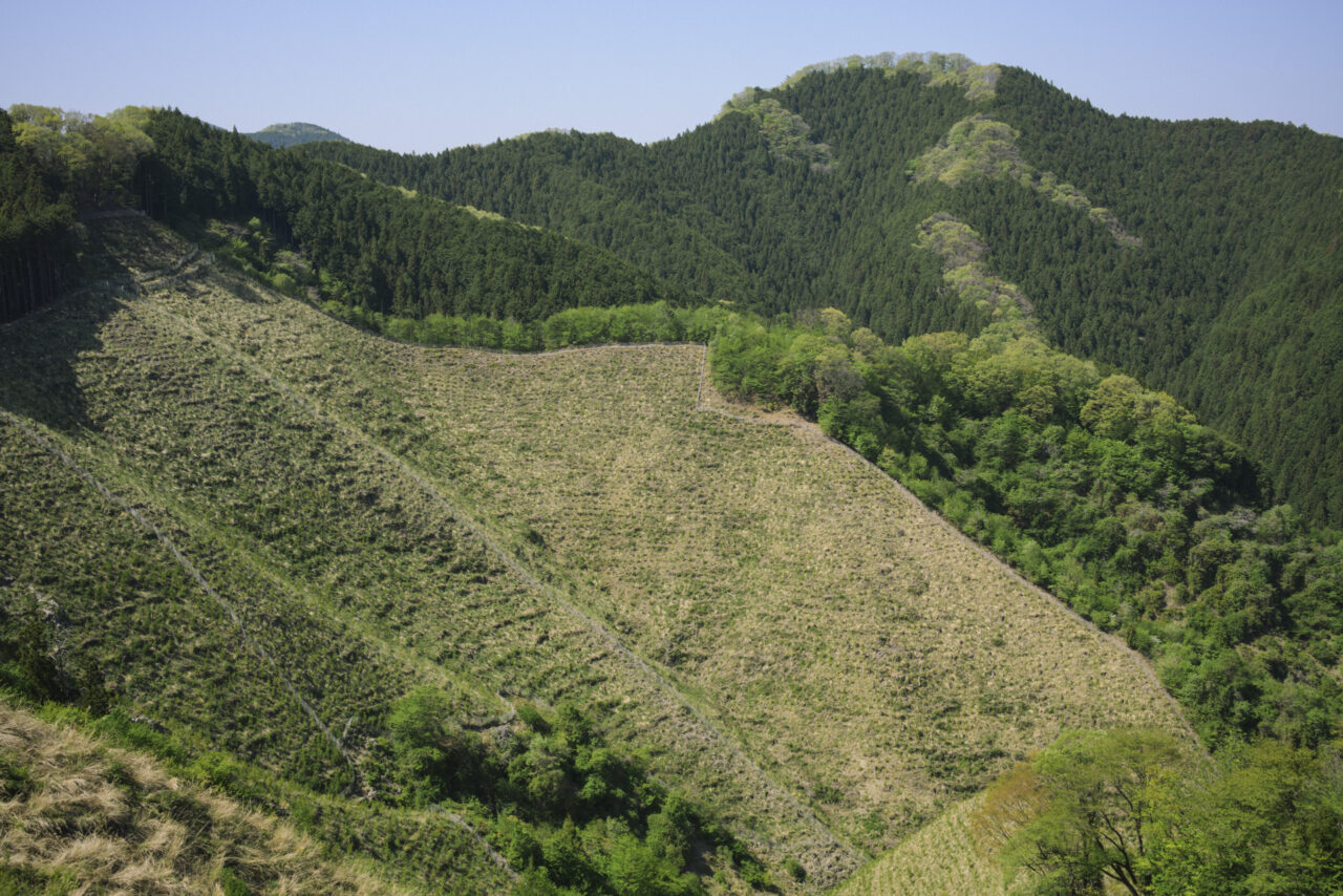 計画的に植え変えられる山肌