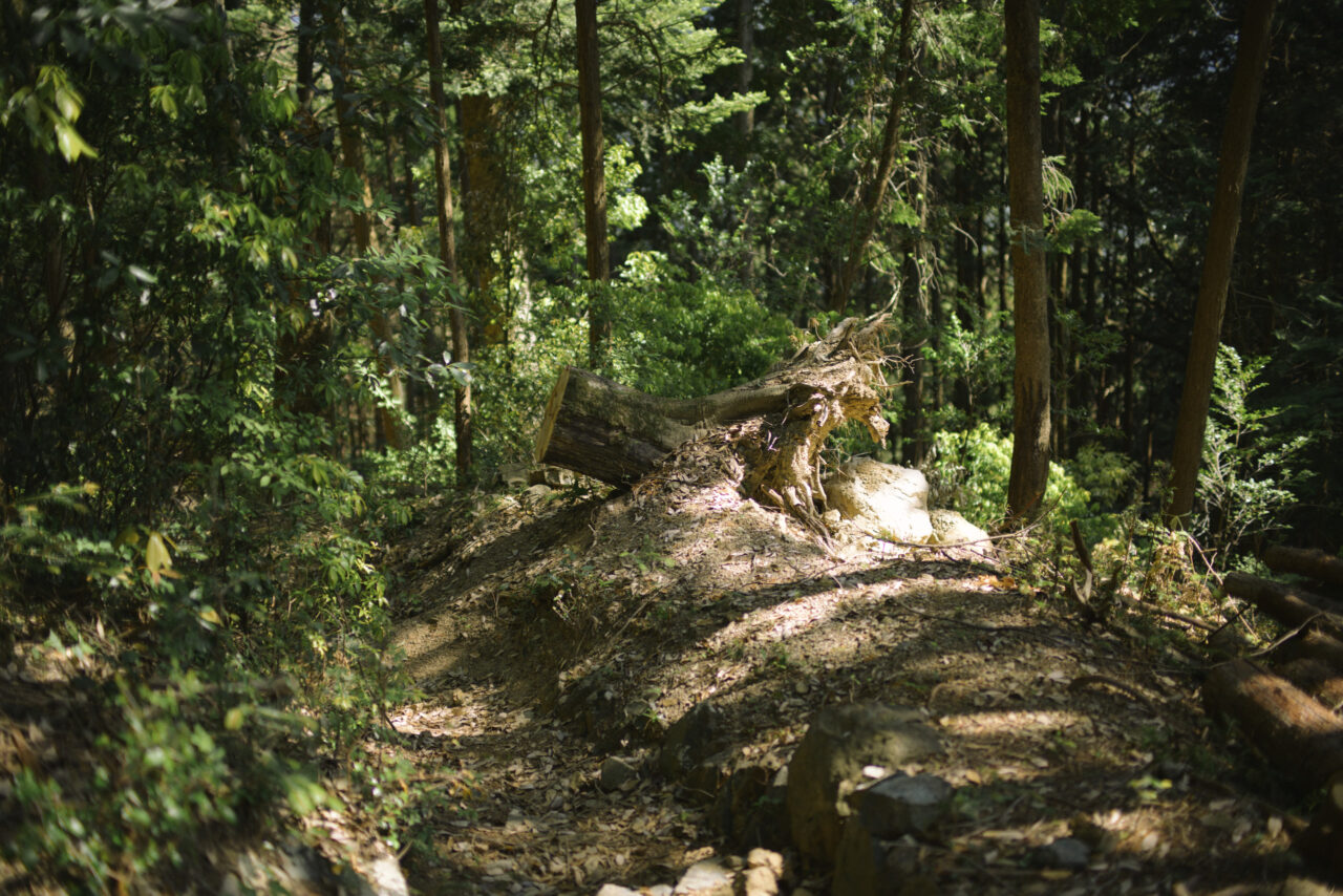 倒木処理が行われた道