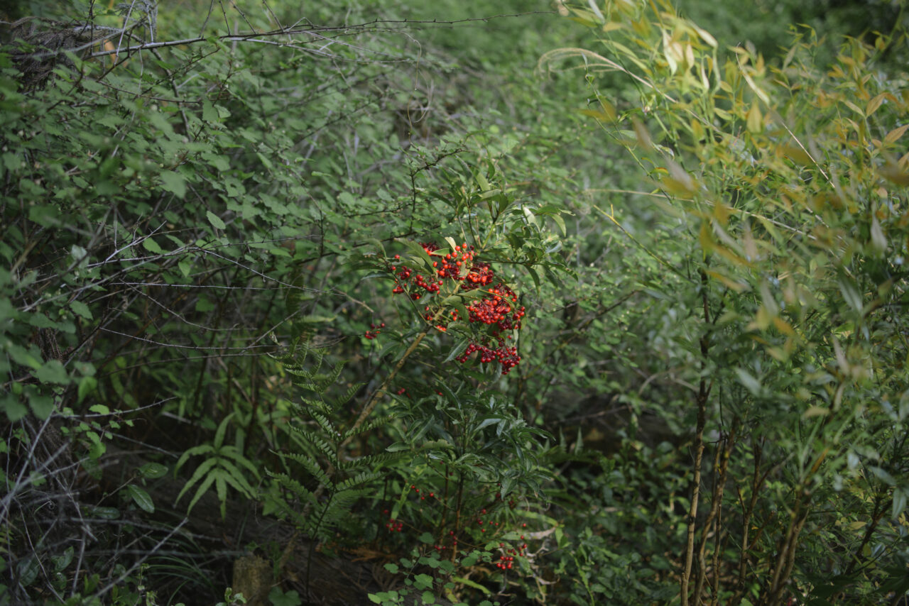 きらめく赤い木の実