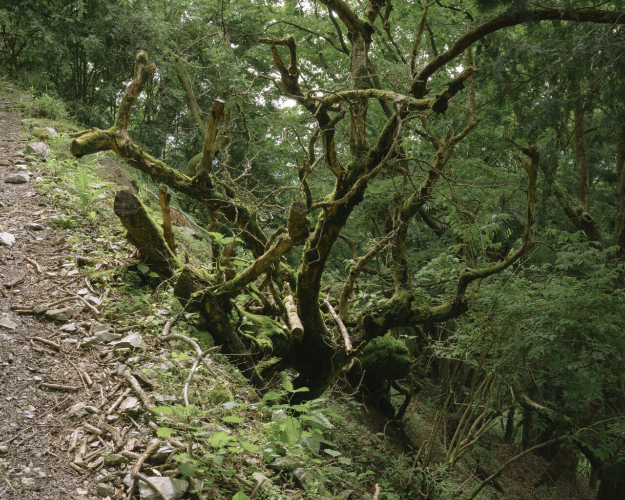 複雑な形を描く枯れ木