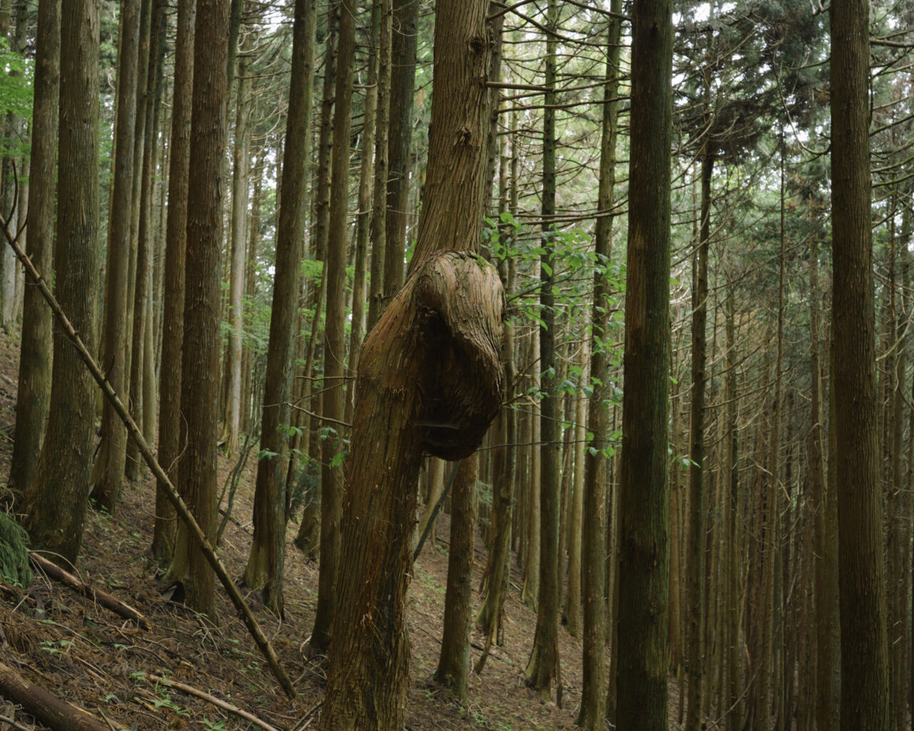 杉の木に出来た大きなコブ