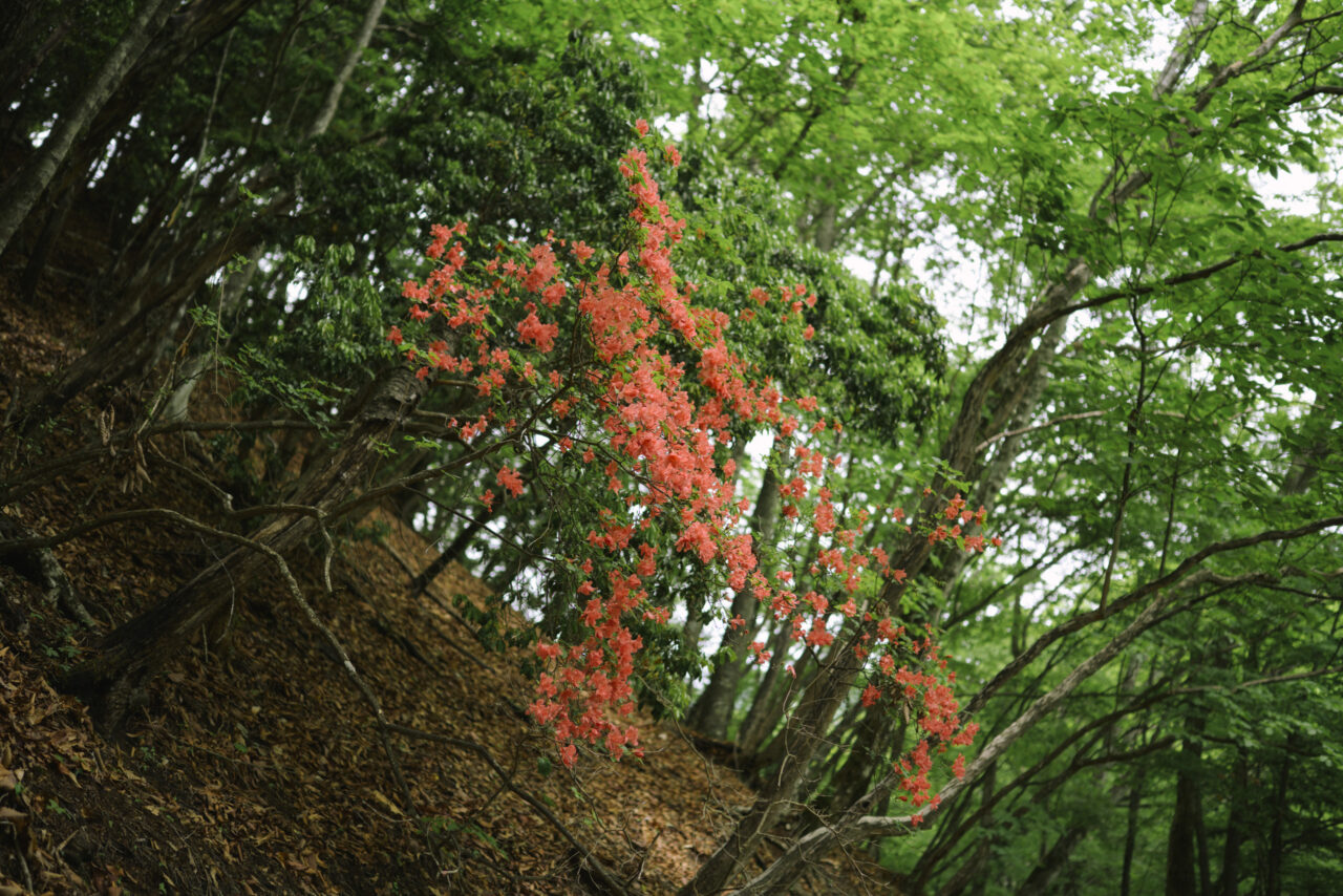 蕎麦粒山中腹のヤマツツジ