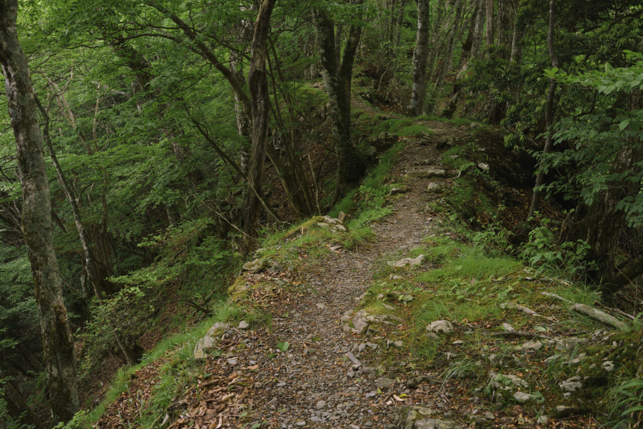 青々しい苔と草のやせ尾根