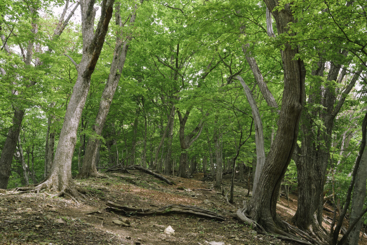 新緑がしげる中腹