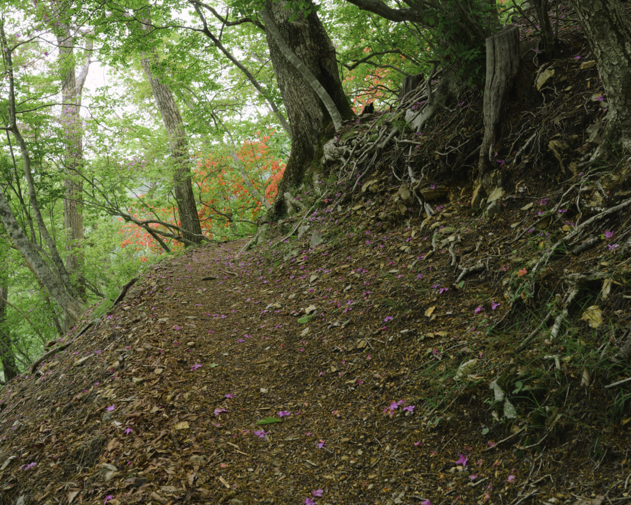 色とりどりのつつじの跡