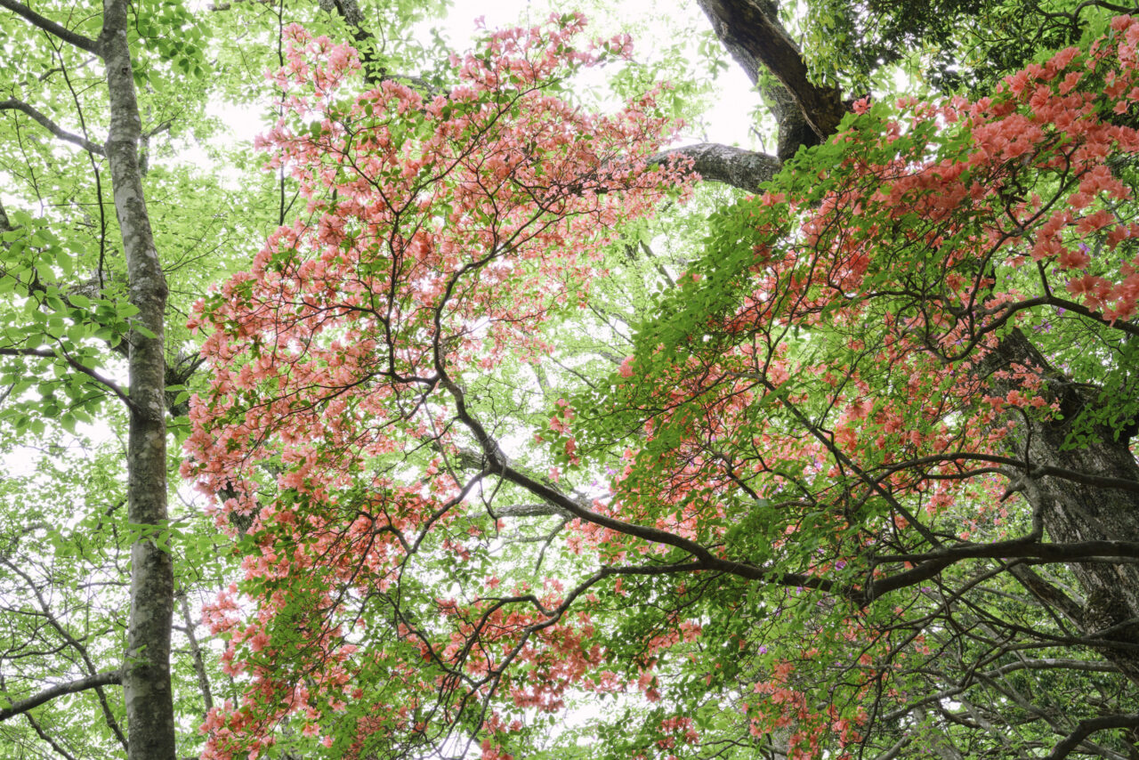 満開のヤマツツジ