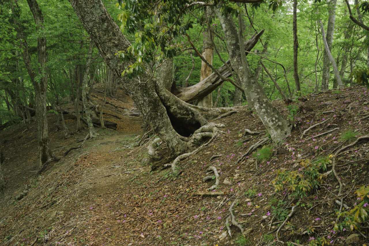 蕎麦粒山中腹の森