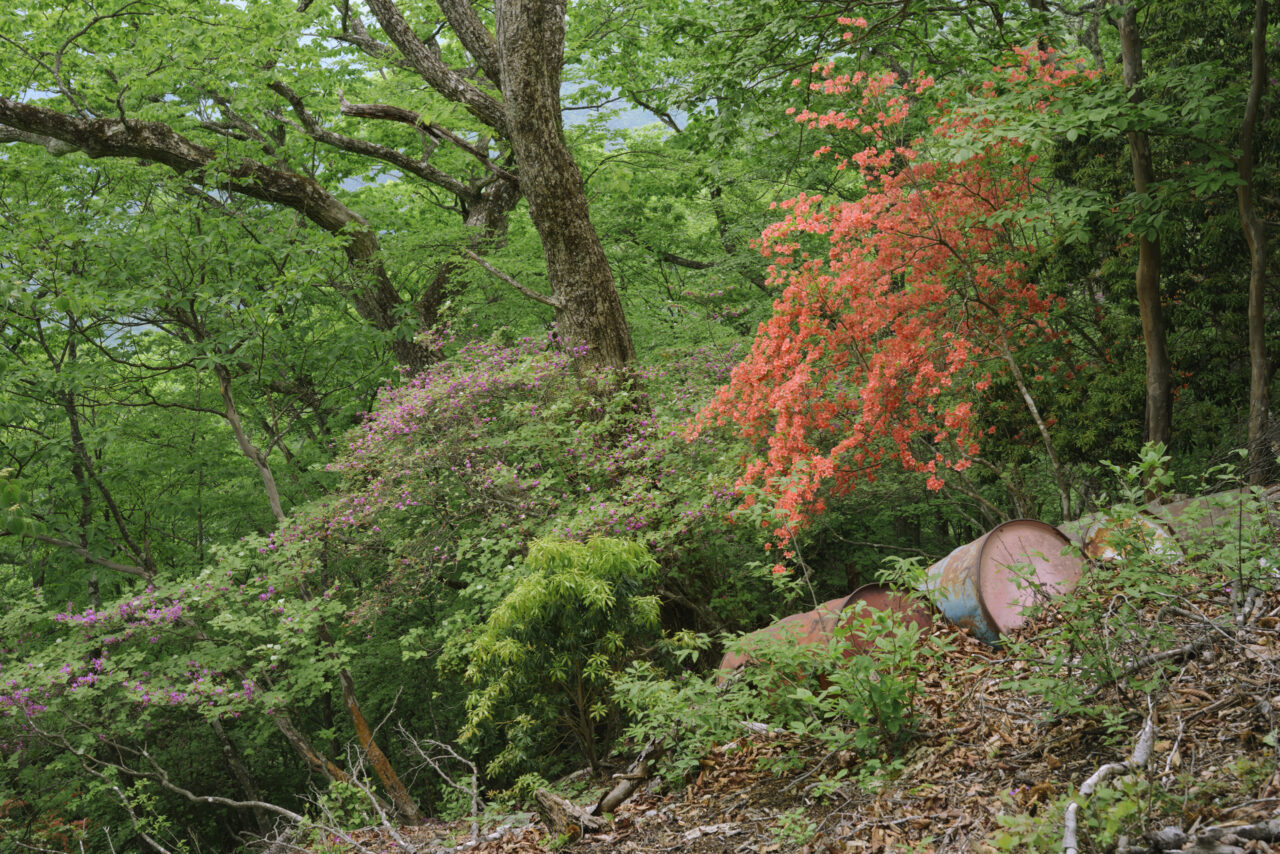 一杯水避難小屋前のつつじ