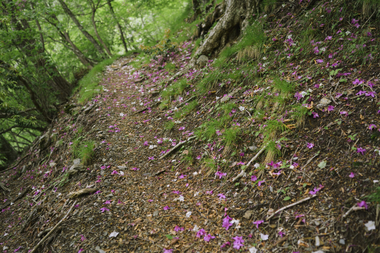 つつじの花道