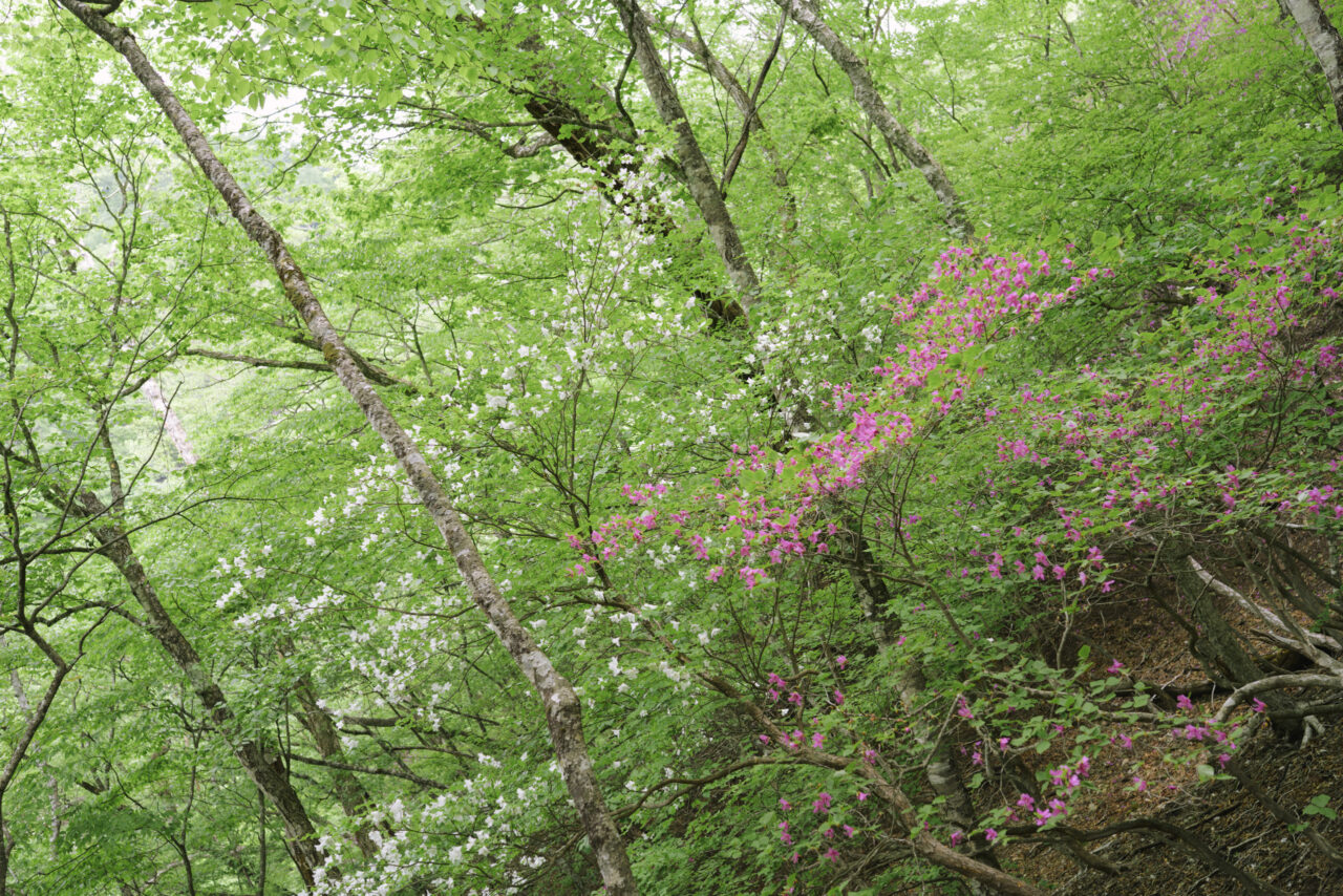 シロヤシオとミツバツツジの競演