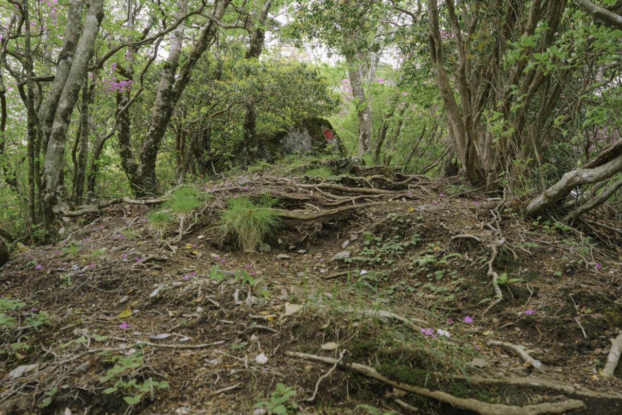つつじの根が這う尾根道