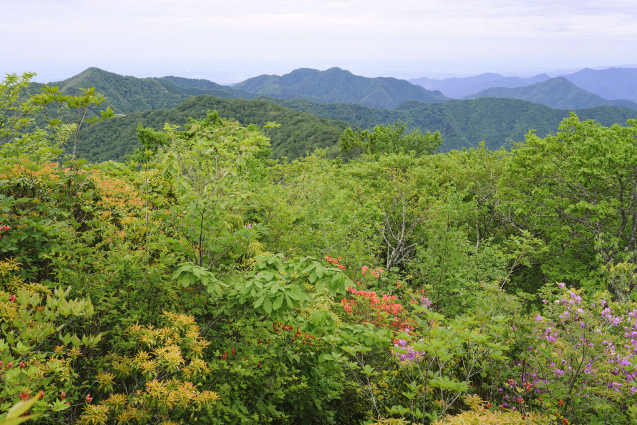 天目山から見る川苔山方面