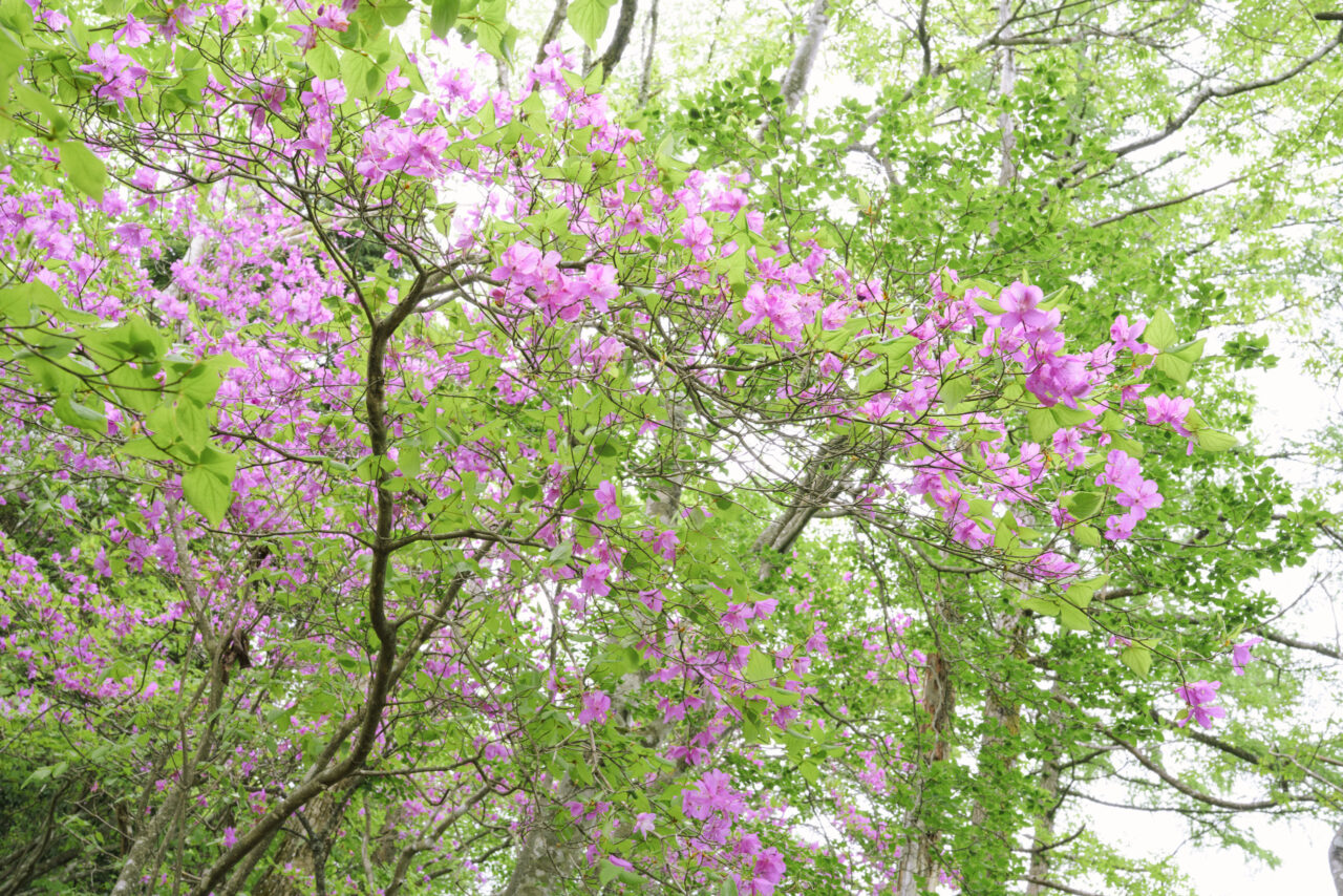 新緑とミツバツツジ