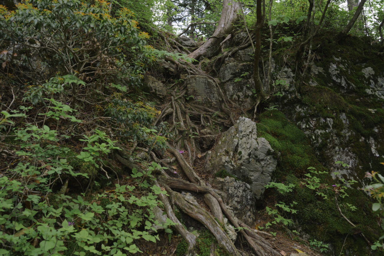 岩に根が這う登山道