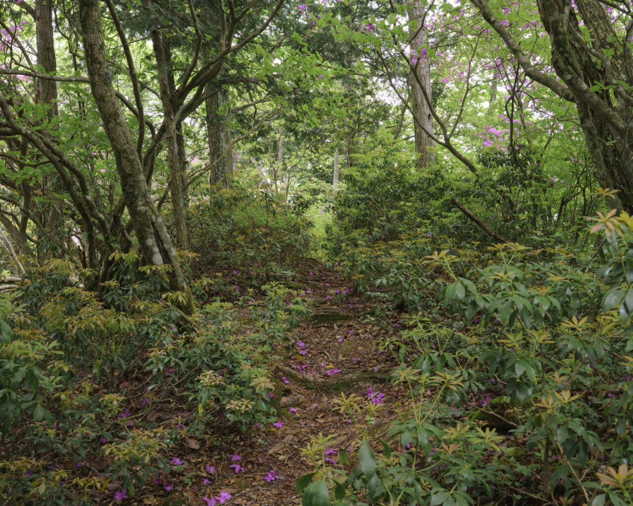蕎麦粒山の新緑