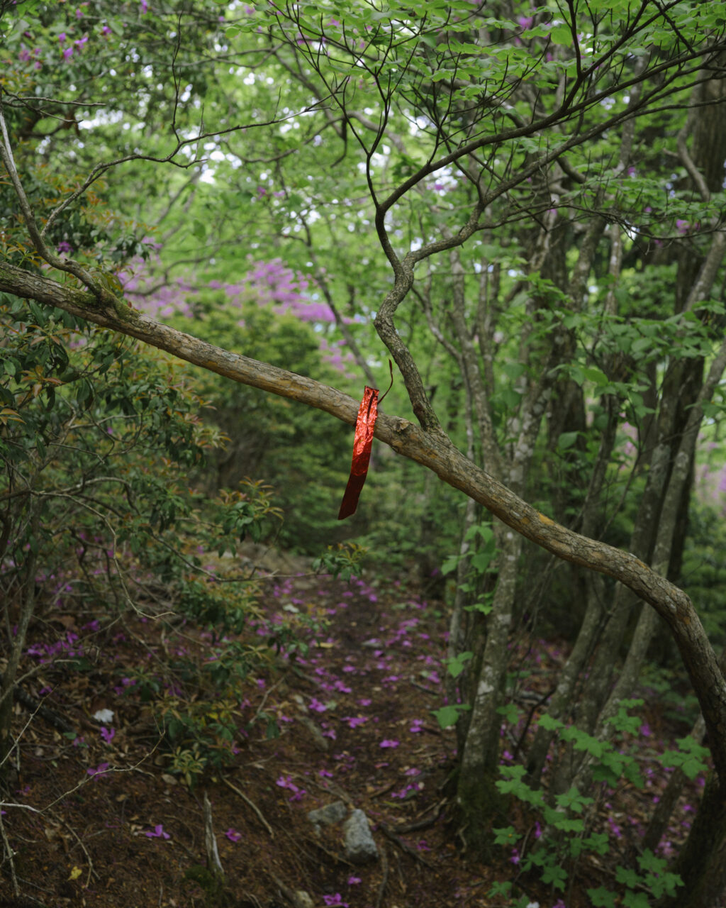 登山道用のピンクテープ
